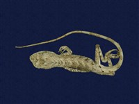 藏品(斯文豪氏攀蜥)的圖片